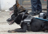 XII. Majstrovstvá Slovenska policajných psov v špeciálnej kynológii 