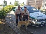 Dialniční policajti zachránili psíka