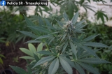 Akcia Cannabis, úrodu mu pozbierali policajti