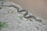 Hasiči v záhrade materskej školy odchytili hada