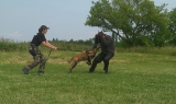 Výcvik policajných psov  za účasti zahraničného špecialistu