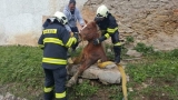 Rožňavskí hasiči zachránili koňa uvieznutého v šachte