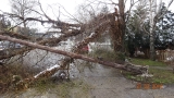 Pád stromu na Trnavskej ulici zavinil aj pád telefónneho stĺpu