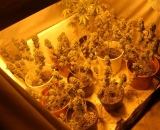 Muž čelí obvineniu z drogovej trestnej činnosti  