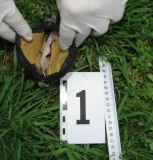 Policajná akcia v sociálnych bytoch v Seredi